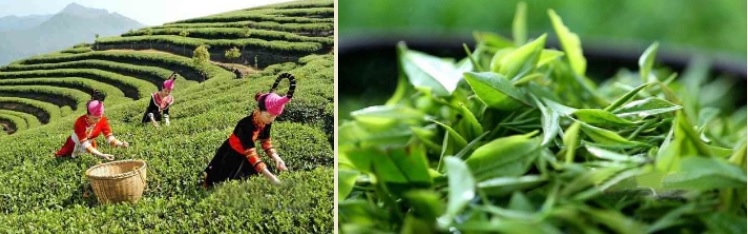 Чайные плантации Тань Яна